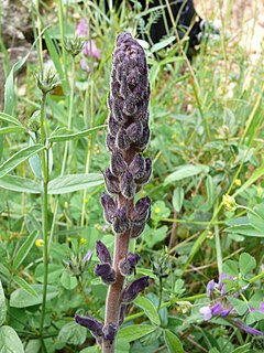 <i>Orobanche lavandulacea</i> Species of plant