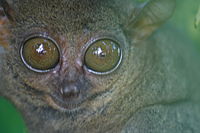 Philippine Tarsier Bohol.jpg