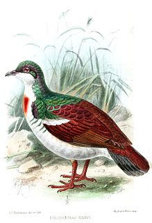 Negros bleeding-heart pigeon