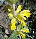 Miniatura para Phlomis lychnitis