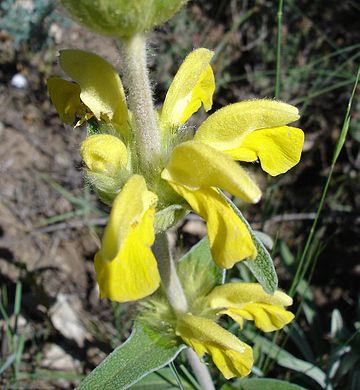 Phlomis lychnitis