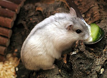 Winter White Russian Dwarf Hamster