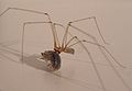 Daddy long-legs spider