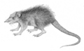 Pholidocercus