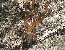 Phrurolithus.lynx.female.1.-.tanikawa.jpg