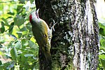 Thumbnail for Japanese green woodpecker