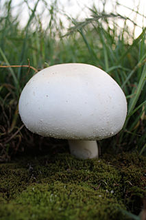<i>Agaricus arvensis</i> species of fungus