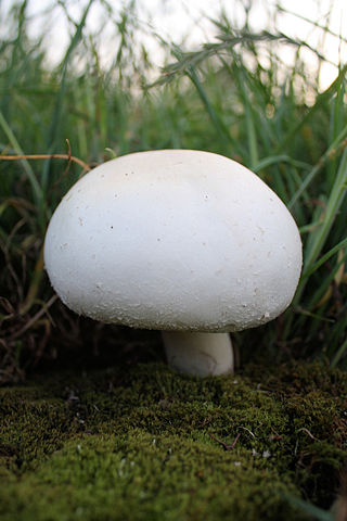 <i>Agaricus arvensis</i> Species of fungus