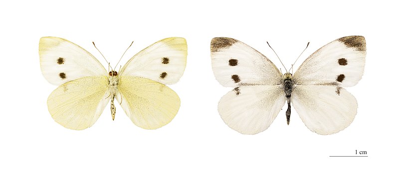 File:Pieris rapae MHNT.jpg