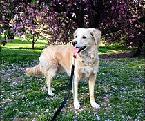 Flowering Yoshino cherry trees on Pilgrim Hill Pilgrim Hill in Central Park, NYC. Flowering Yoshino cherry trees.jpg