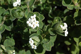 <i>Pimelea altior</i> Species of shrub