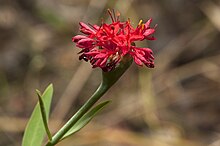 Pimelea punicea.jpg