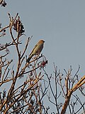 Thumbnail for File:Pine Grosbeak 357471739.jpg