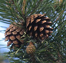 A female pinecone (Pinophyta) produces the megaspores of this heterosporic plant. Pine cones - Scots Pine.jpg