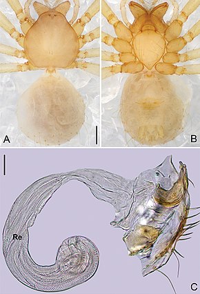 Descrierea imaginii Pinelema zhewang (10.3897-zookeys.784.27758) Figura 30.jpg.