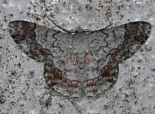 פינגאסה רוביקונדה (Geometridae Geometrinae) .jpg