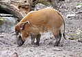 Pinselohrschwein oder Flussschwein (Potamochoerus porcus) im Tierpark Hellabrunn, München