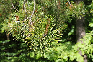 Foliage, Rogów Arboretum, Poland