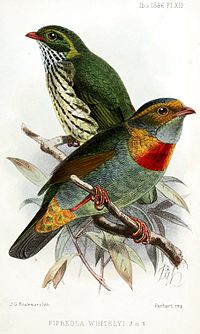 Red-banded fruiteaters PipreolaWhitelyiKeulemans.jpg