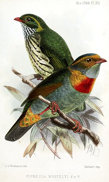 File:PipreolaWhitelyiKeulemans.jpg