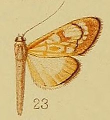 Pl.40-сурет.23-Chalcidoptera термографы Хэмпсон, 1912. JPG