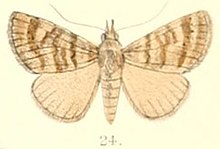 T. 6-24-Hypena denticulata (Moore, 1882.) (Apanda dentilineata) .JPG
