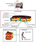 Miniatuur voor Celmembraan