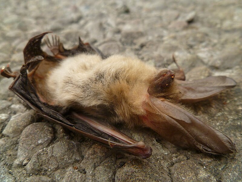 File:Plecotus auritus (deceased) 03.JPG