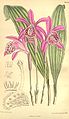 Pleione yunnanensis plate 8106 in: Curtis's Bot. Magazine (Orchidaceae), vol. 132, (1906)