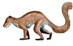 Life restoration of the Paleocene-Eocene primate Plesiadapis Plesiadapis NT.jpg