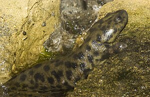 Spanish ribbed newt (Pleurodeles waltl)