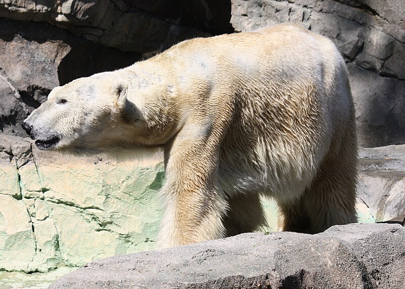 File:PolarBear2 CincinnatiZoo.jpg