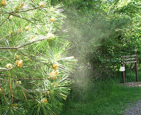 Tập_tin:Pollen_from_pine_tree.jpg