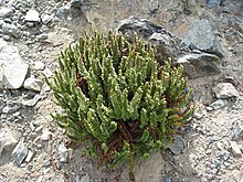 Polystichum lemmonii (1) .jpg