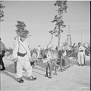 Poropartio koltta-asemiehineen valmistautuu matkalle, jossakin Taka-Lapin poppoon toiminta-alueella. Maaliskuu 1942.