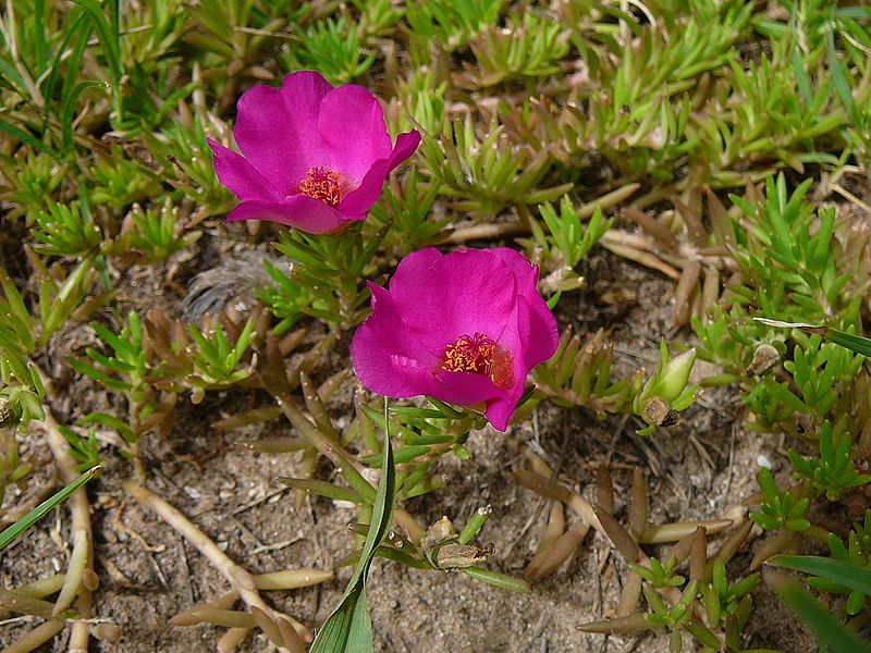 File:Portulaca grandiflora 0003.jpg