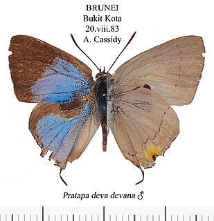 <i>Pratapa</i> Butterfly genus in family Lycaenidae