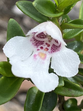 <i>Prostanthera gilesii</i> Species of flowering plant