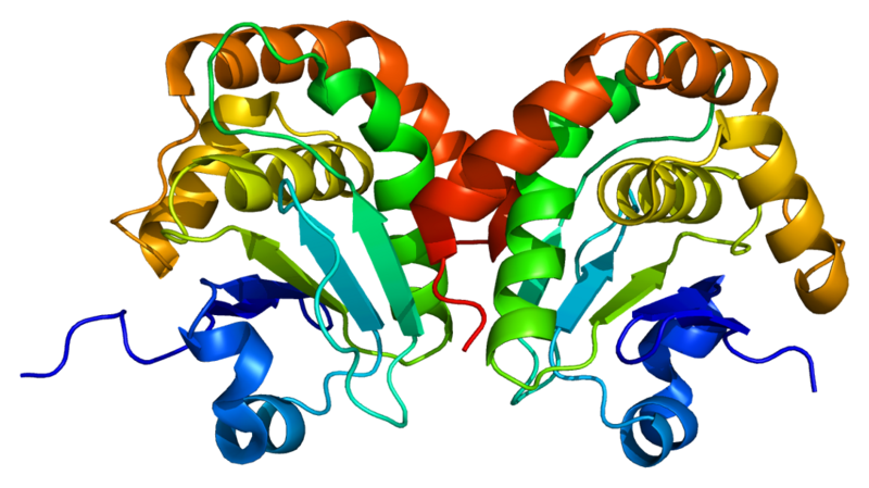 File:Protein DUSP15 PDB 1yz4.png