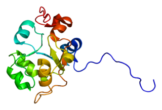 <span class="mw-page-title-main">USP8</span> Protein-coding gene in the species Homo sapiens