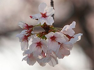 Prunus × nudiflora flower 3.jpg