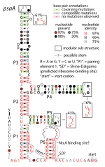 Thumbnail for PsaA RNA motif