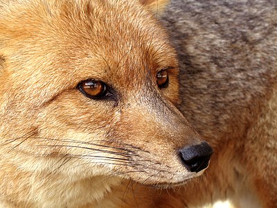 Patagonian fox at Whiskers, by Whaldener Endo