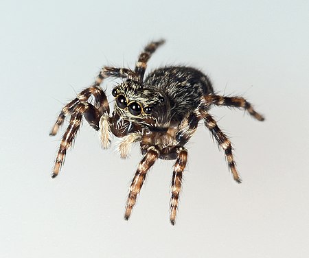 Tập tin:Pseudeuophrys lanigera MHNT Femelle.jpg