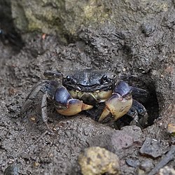 Pseudohelice subquadrata, Port Macquarie, NSW, Australia.jpg