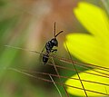 Pteromalinae male