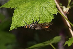 Pteronarcys californica 2545.jpg