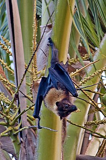 Samoa flying fox Species of bat