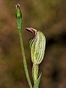 Pterostylis ventricosa