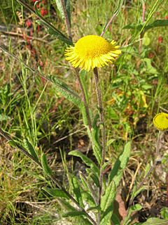 <i>Pulicaria odora</i>